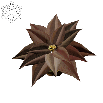 Christmas | Poinsettia Hat | Precious