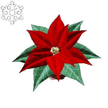 Christmas | Poinsettia Hat | Classic