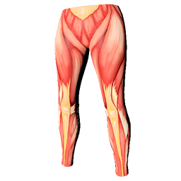 Muscle Leggings