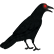 :black_crow: