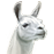 245620-:llama: