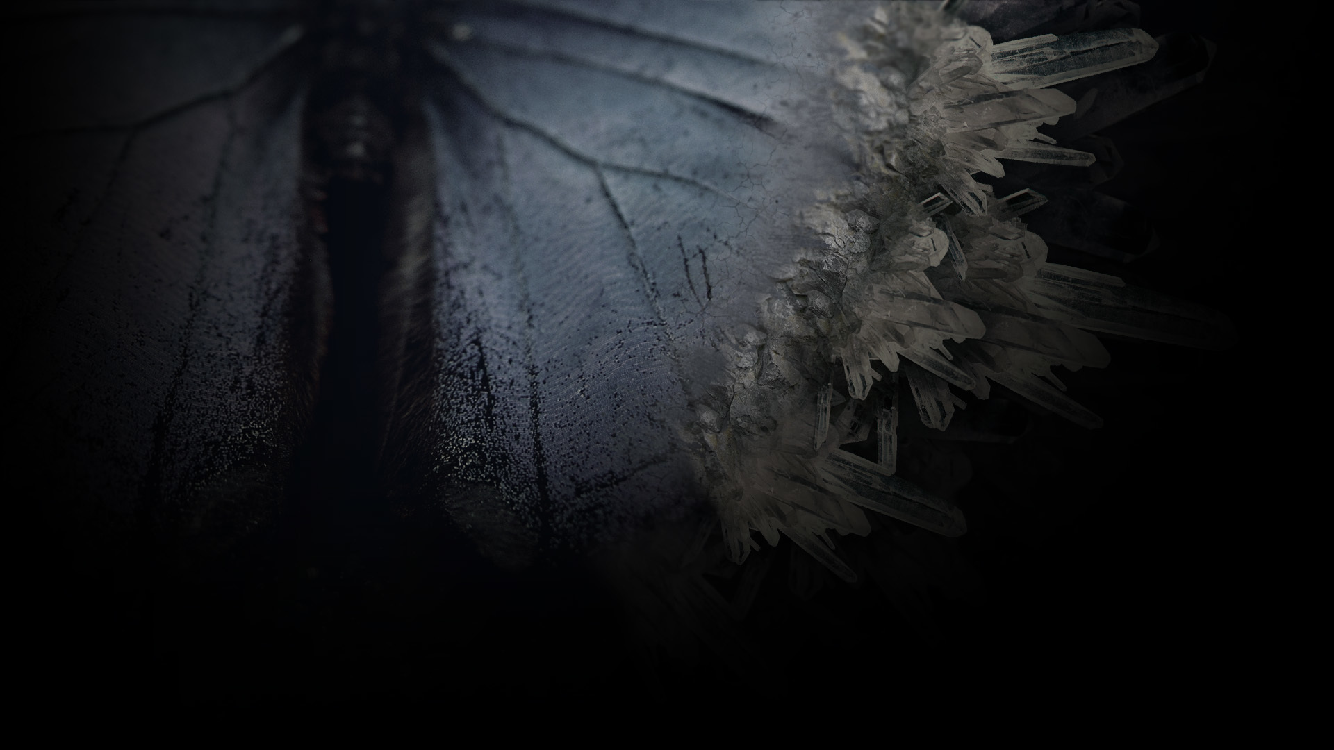 The Butterfly Sign Common Profile Background
