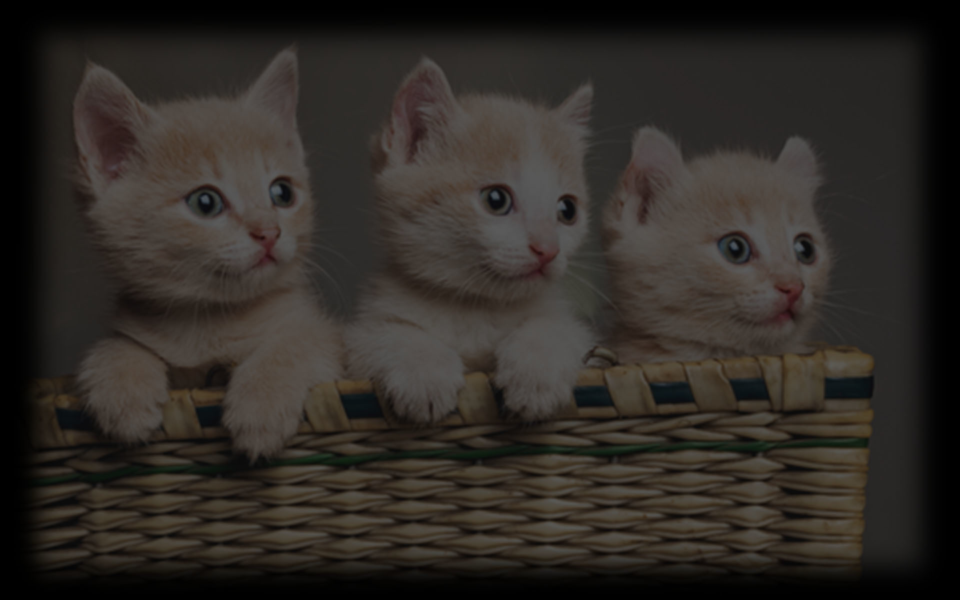 Basket Of Love