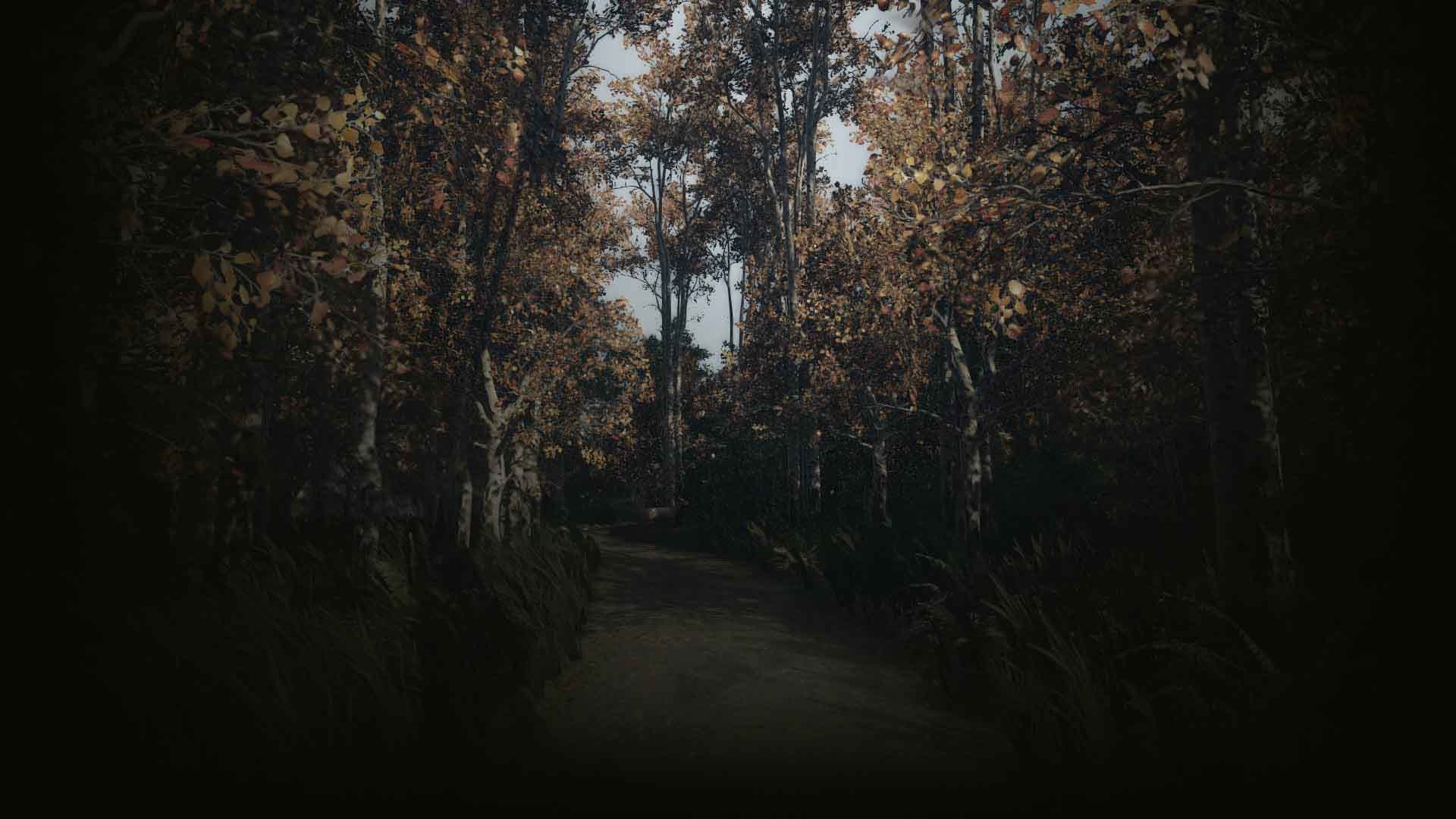 360890-summer forest (Profile Background)