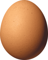 Egg